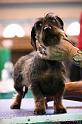 Crufts2011_2 1457